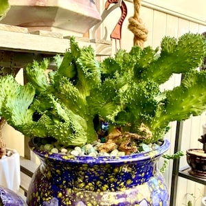 May include: A green succulent plant with curly leaves growing in a blue and gold speckled ceramic pot. The pot has a wide base and a narrow opening.