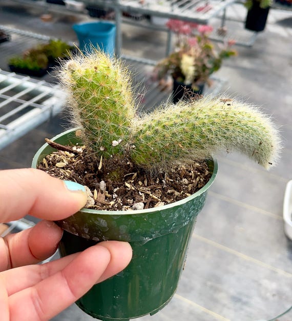 Monkey Tail Cactus - Cleistocactus Colademononis - 4" Pot in Last 2  Pictures (Shipped Bare Roots) - Etsy.de