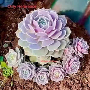 Buy 3 Get 1 Free, 2” Pot of Echeveria Lola Rosette Succulent Plant