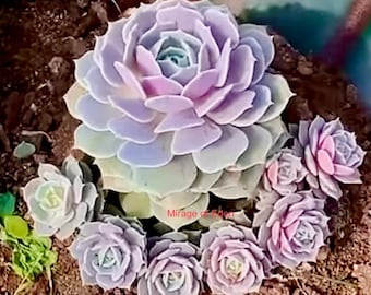 2”, 4” Pot of Echeveria Lola Rosette Succulent Plant