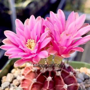 May include: A close-up of a cactus with two vibrant pink flowers in full bloom. The cactus has a deep red hue, and the text "Mirage of Eden" is visible. The plant is surrounded by small pebbles.