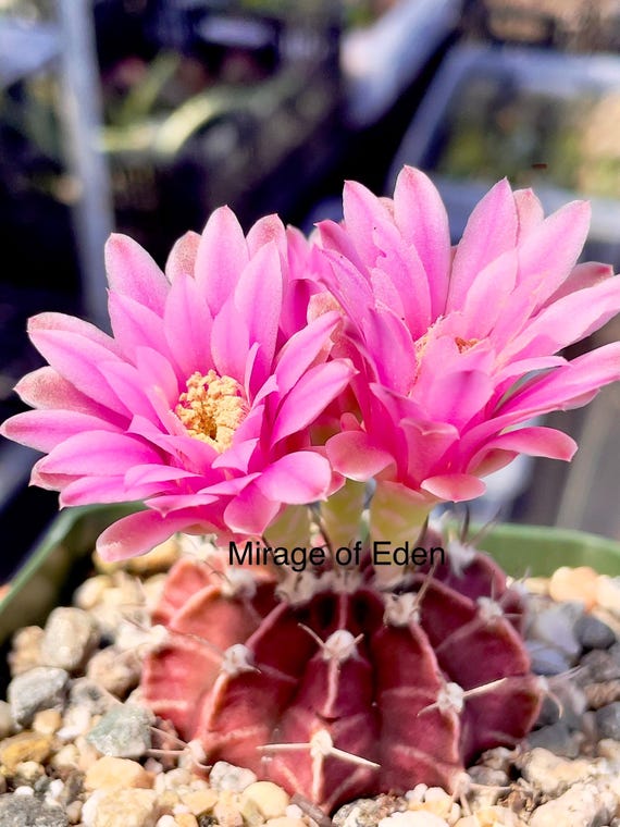 2, 4" Pot of Ruby Ball Cactus, Gymnocalycium Mihanovichii "hibotan", Rare  Cactus - Etsy