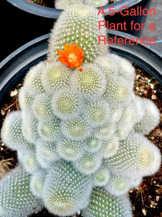 2", 4 Pot of Rebutia Muscula 'orange Snowball' Cactus Plant - Etsy