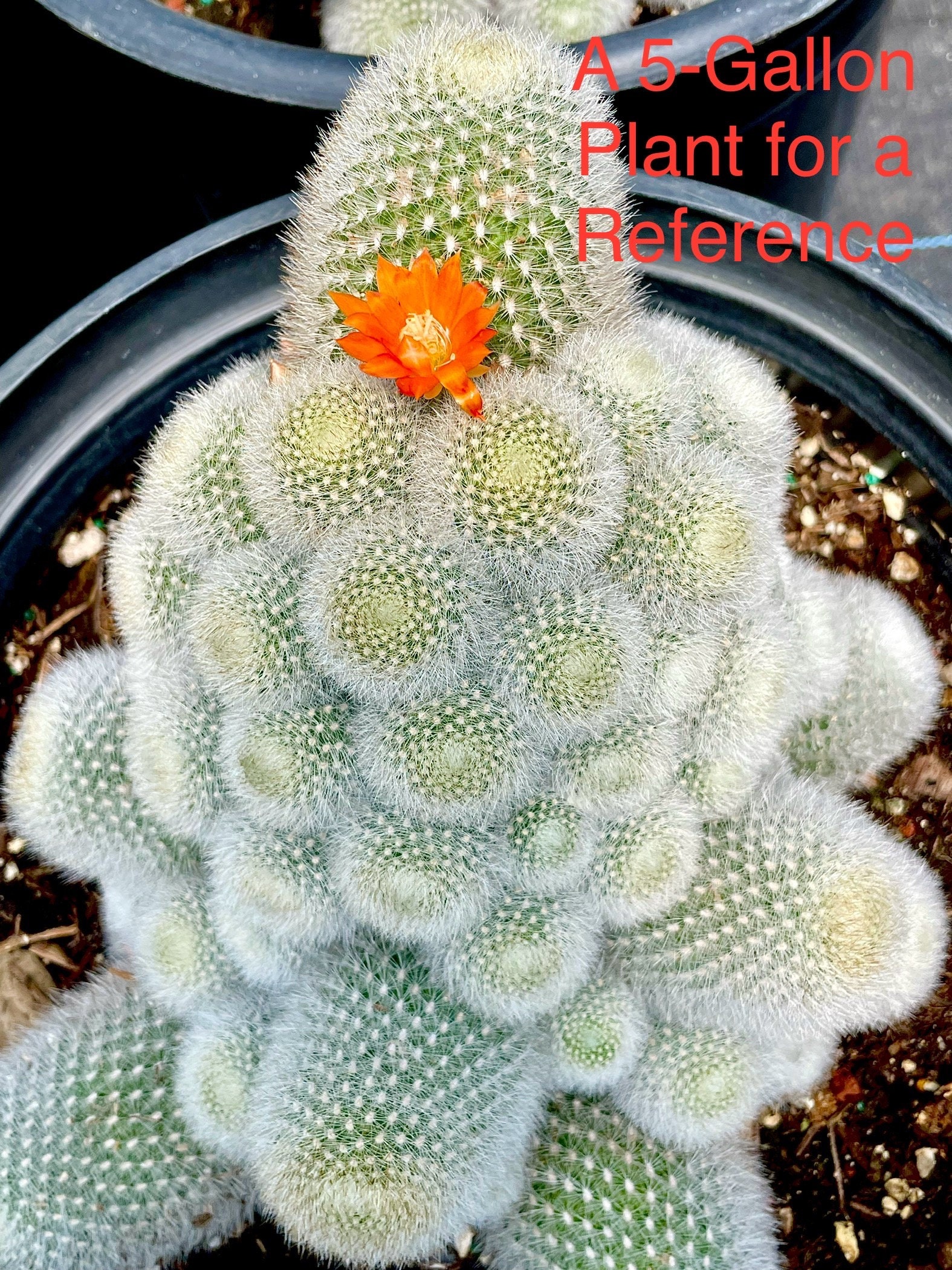 cactus sticker Cactus Sticker