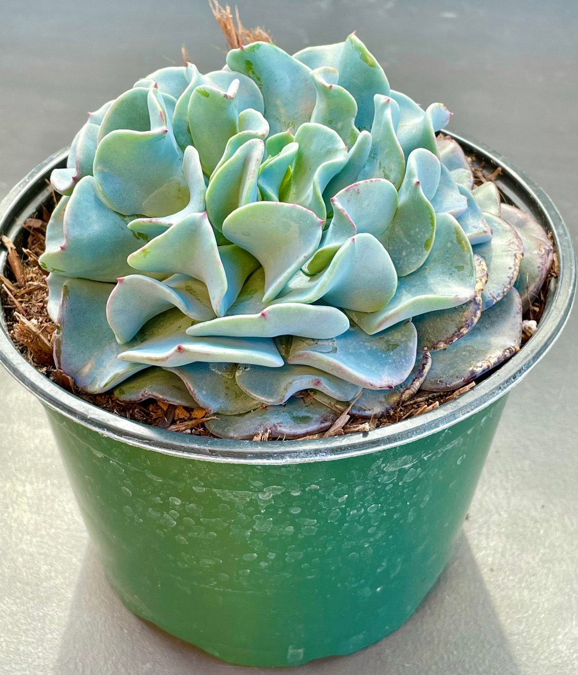2 4 Echeveria Galaxy Blue Rara Planta Suculenta - Etsy España