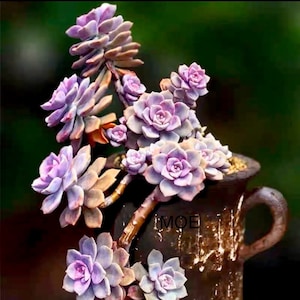 2”, 4&quot;, 6”, 8” Pot of Graptopetalum Purple Delight Rare Succulent Plant