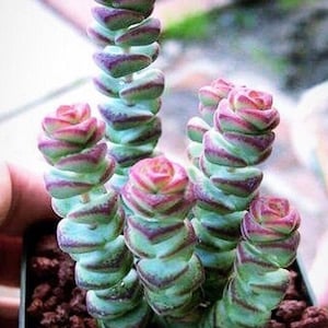 Buy 3 Get 1 Free, 2” Potted of Crassula ‘Baby’s Necklace’ Succulent Plant