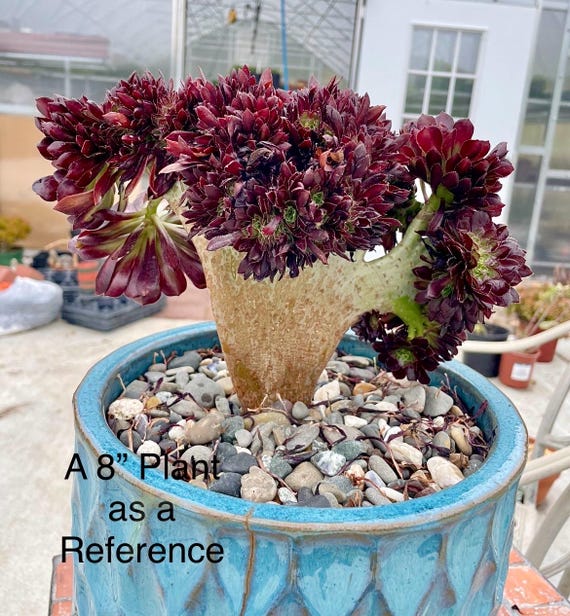 Rare Crested Black Rose Succulent Plant - Aeonium Zwartkop Cristata -  Etsy.de