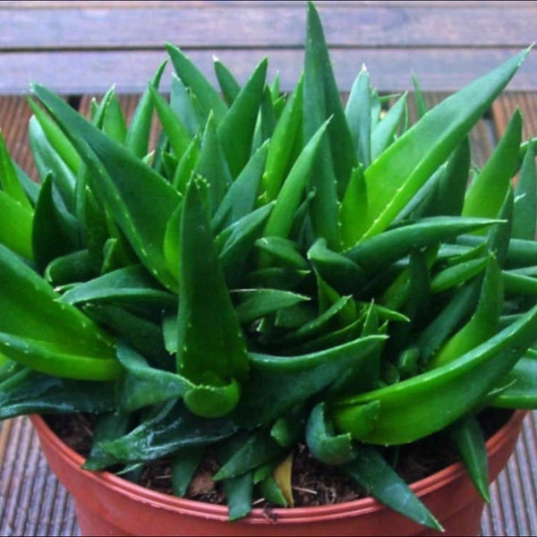 2”, 4", 6” Pot of Aloe Black Gem Alworthia Succulent Plant