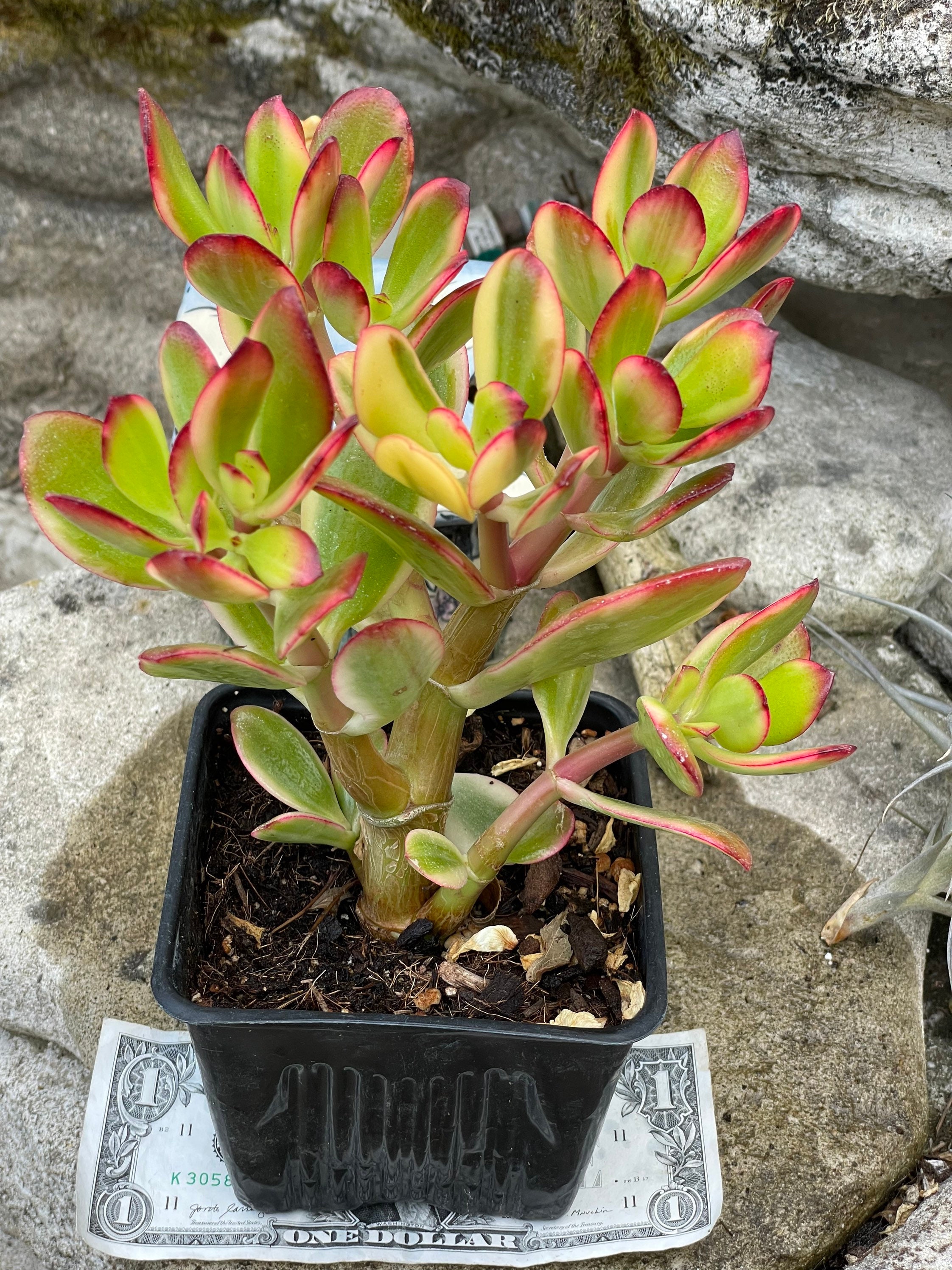 lavender plant for sale near me Lavender