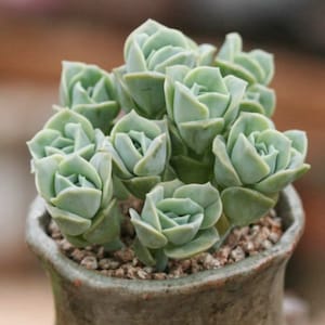 2”, 4", 6” Pot of Graptoveria Lovely Rose Rare Succulent Plant Mother’s Day Gift