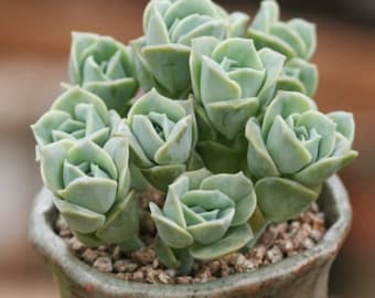 2”, 4", 6” Pot of Graptoveria Lovely Rose Rare Succulent Plant Mother’s Day Gift