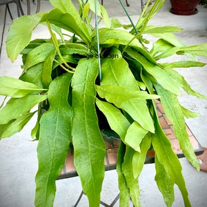 May include: A green epiphyllum plant with long, narrow leaves hanging from a metal pot. The plant is hanging from a metal stand with a tiled surface underneath.