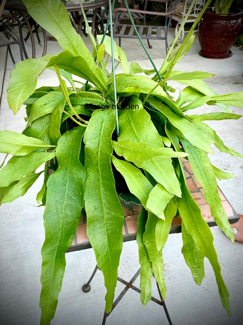 May include: A green epiphyllum plant with long, narrow leaves hanging from a metal pot. The plant is hanging from a metal stand with a tiled surface underneath.