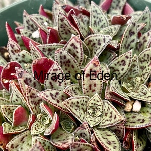 Crassula 'Tiger Jade', planta suculenta enana y rara, en maceta de 2", 4" o 6". Se envía en maceta.