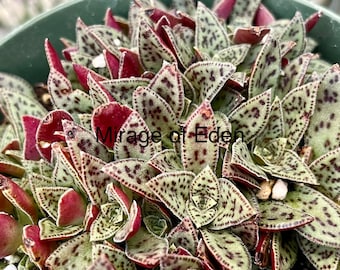 2”, 4", 6” Pot of Crassula Tiger Jade Small Dwarf Rare Succulent Plant - Shipped in a Pot