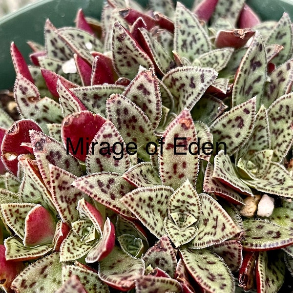 Buy 3 Get 1 Free, 2” Pot of Crassula Tiger Jade Small Dwarf Rare Succulent Plant—See Pictures 2-5