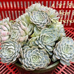 2, 4, 6, 8 Pot of Echeveria Elegans Mexican Snow Ball, Mexican Gem White Mexican Rose Succulent Plant image 1