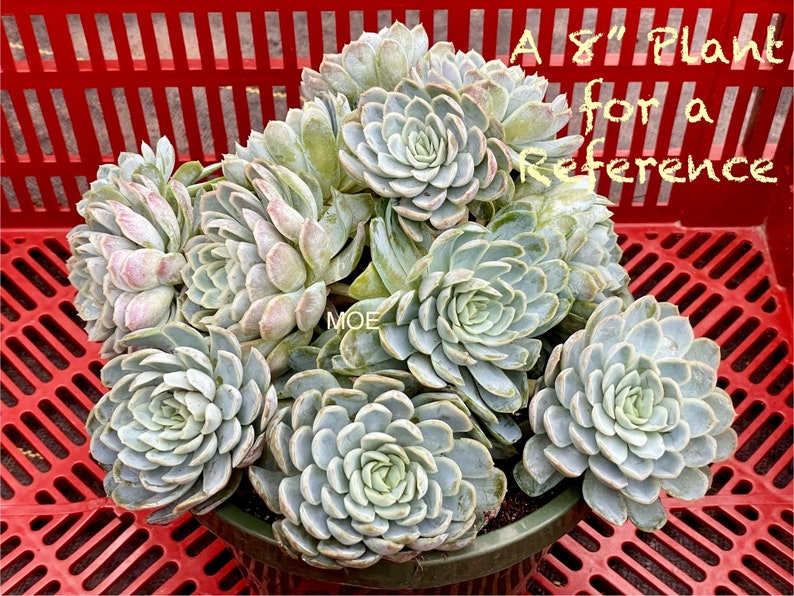 2, 4, 6, 8 Pot of Echeveria Elegans Mexican Snow Ball, Mexican Gem White Mexican Rose Succulent Plant image 1