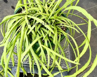 Hard to Find: 4", 6” Pot of Rhipsalis Bolivians  Houseplant Indoor Plant