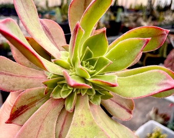 2”, 4”, 6” Aeonium leucoblepharum 4" Pot of Rooted Succulent or a Cutting Rosette Succulent