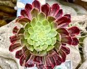 4 quot Pot of Aeonium Fiesta Succulent Plant - Shipped Bare Roots