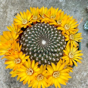 4&quot; Pot of Parodia Arnostiana Cactus Plant