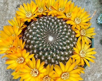 4" Pot of Parodia Arnostiana Cactus Plant