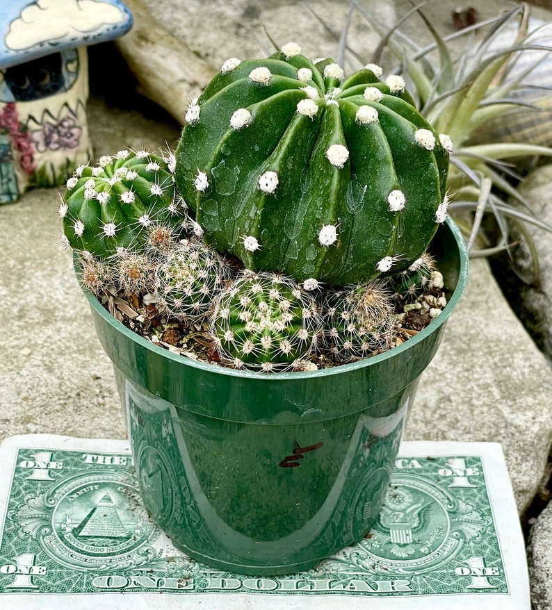 2, 4 Pot of Echinopsis Subdenudata Easter Lily Cactus Dominos Cactus Live Plant image 6