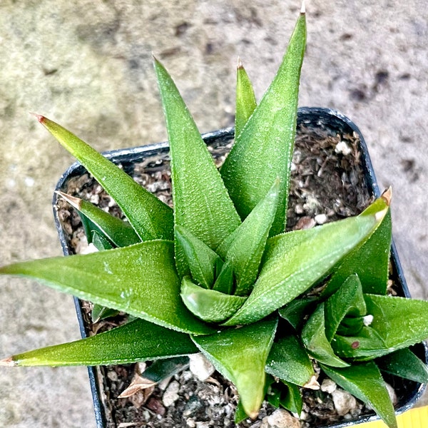 2", 4” Pot of Haworthia Glauca Hankey Dwarf Aloe Succulent Plant