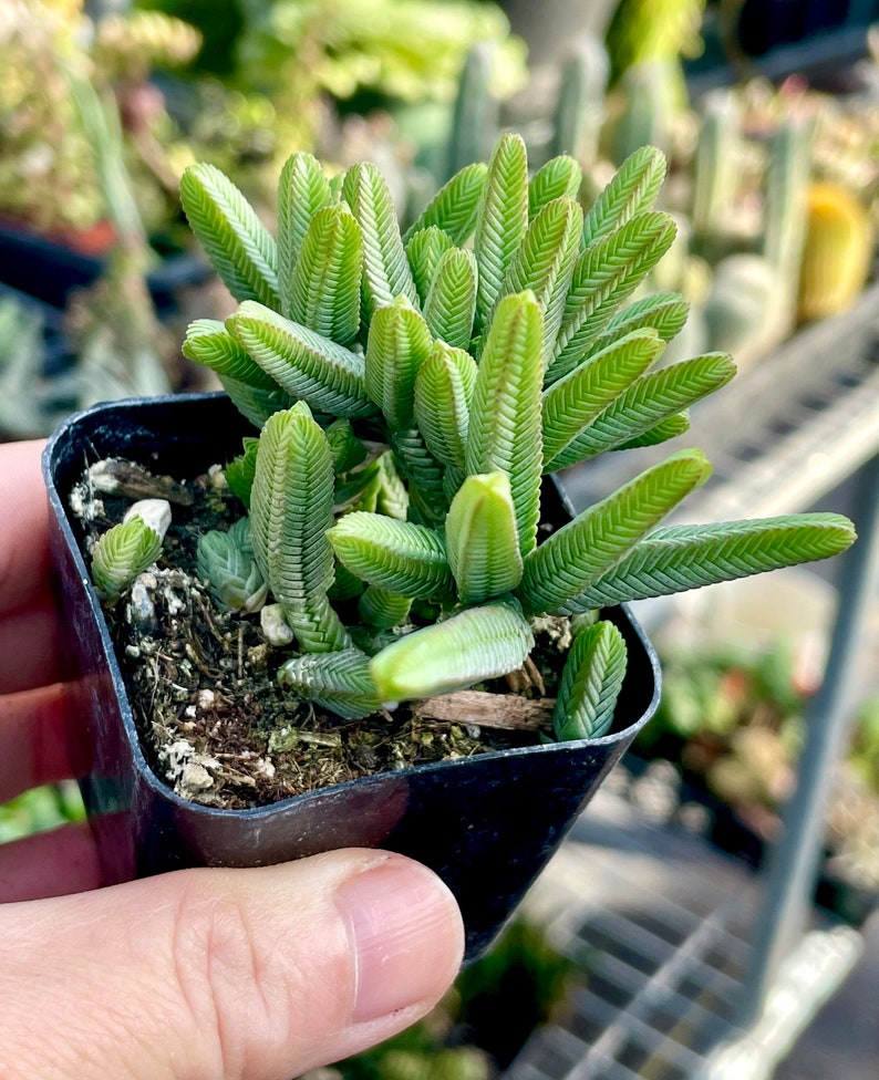 2, 4 Pot of Crassula Muscosa Imperialis Large Watch Chain Succulent Plant image 5