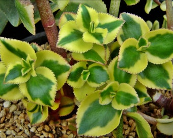 2”, 4", 6”, 8” Pot of Variegated Trailing Jade Crassula Sarmentosa Comet Succulent Plant - Three Plants in a Pot Shipped Bare Roots