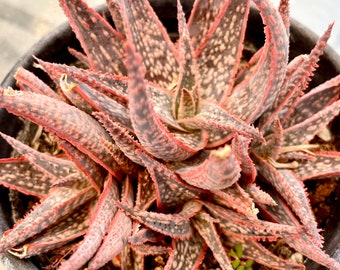 Aloe Bright Star Succulent | Exact Cluster 6 Pot | Red Pink Green Mature  Live Plant Shipped Bare Root - Etsy