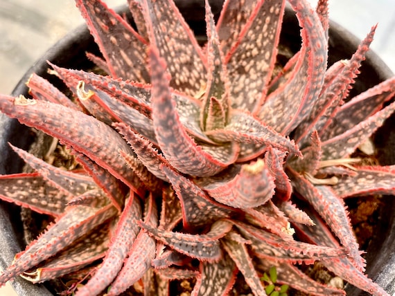 2, 4, 6" Pot of Aloe Pink Blush Hybrid Succulent Plant - Etsy