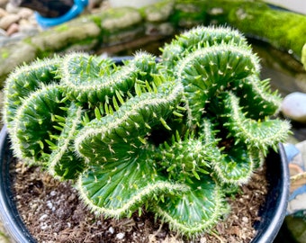 4”, 6”, 8” Pot Mystery Crest Cactus Myrtillocactus Geometrizans Cristata