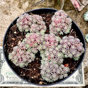 4" Pot of Sedum Hispanicum Spanish Stonecrop Succulent Plant - Shipped in a  Pot - Etsy