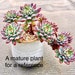 see more listings in the Echeveria section