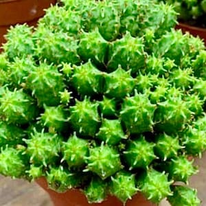 2", 4”, 6” Pot of Mammillaris Monstrosa Succulent Plant image 1