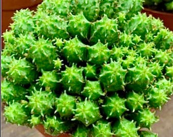 2", 4”, 6” Pot of Mammillaris Monstrosa Succulent Plant