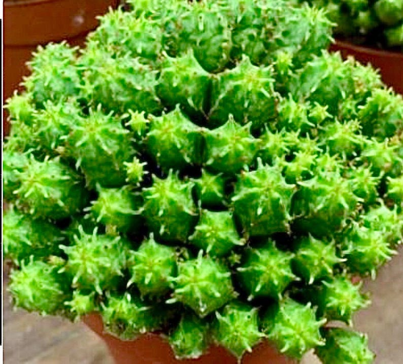 2", 4”, 6” Pot of Mammillaris Monstrosa Succulent Plant image 1