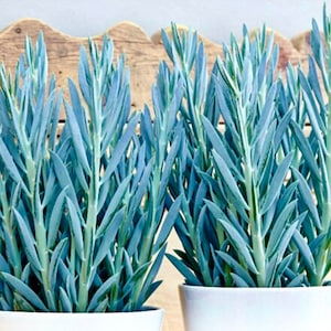 May include: Three potted blue succulent plants with long, thin, blue-green leaves. The plants are in white ceramic pots.