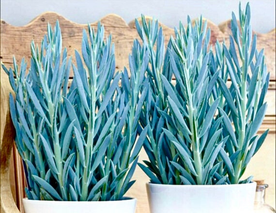 4", 6", 8” Pot Mount Everest Skyscraper Succulent Plant-Shipped Bare Roots