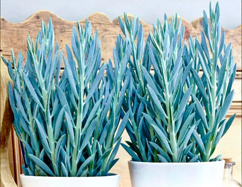 May include: Three potted blue succulent plants with long, thin, blue-green leaves. The plants are in white ceramic pots.
