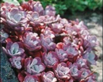 2”, 4" Pot of Sedum Spathulifolium Carnea Groundcover Succulent Plant - Shipped in a Pot