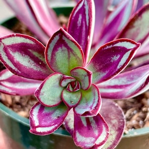 Echeveria Nodulosa Plante succulente vivante rare - Boule de neige mexicaine, belle dame