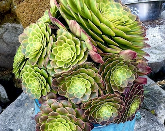 4”, 6”, 8” Pot of Aeonium Fiesta Succulent Plant - Shipped Bare Roots