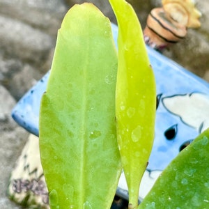 May include: Two green cactus leaves with white spots. The leaves are growing upright and are partially obscured by a blue and white ceramic object.