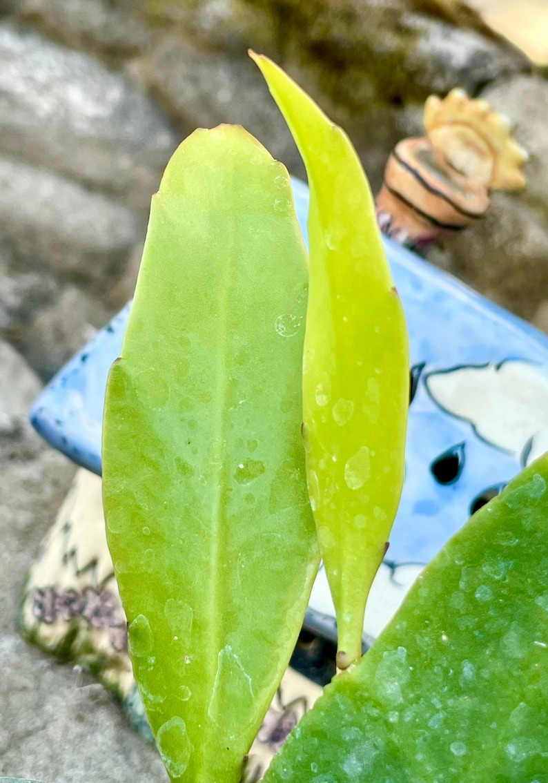 May include: Two green cactus leaves with white spots. The leaves are growing upright and are partially obscured by a blue and white ceramic object.