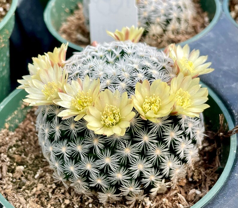 2, 4 Pot of Mammillaria Duwei Cactus Cacti Succulent Real Live Cactus Plant Shipped in a Pot image 7