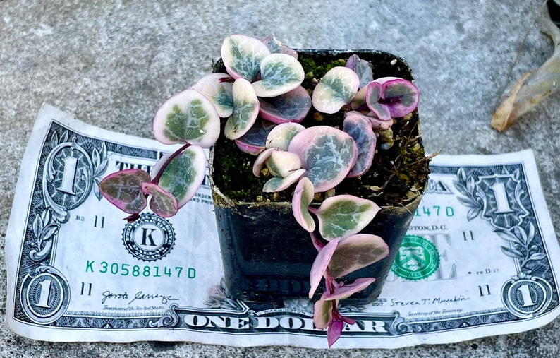 Mirageofeden String of Hearts Plant - Thumbnail 3